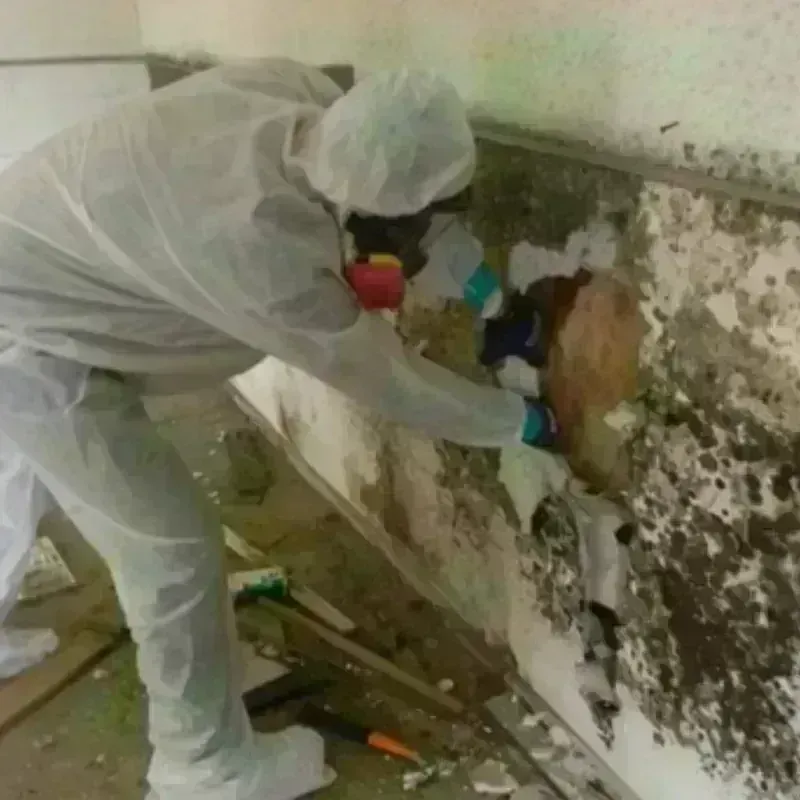 Mold Remediation and Removal in Whitefield, NH